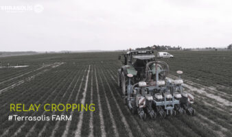 Relay cropping Terrasolis FARM