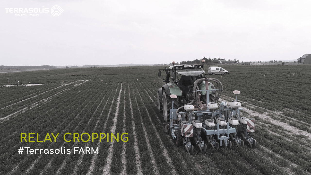 Relay cropping Terrasolis FARM