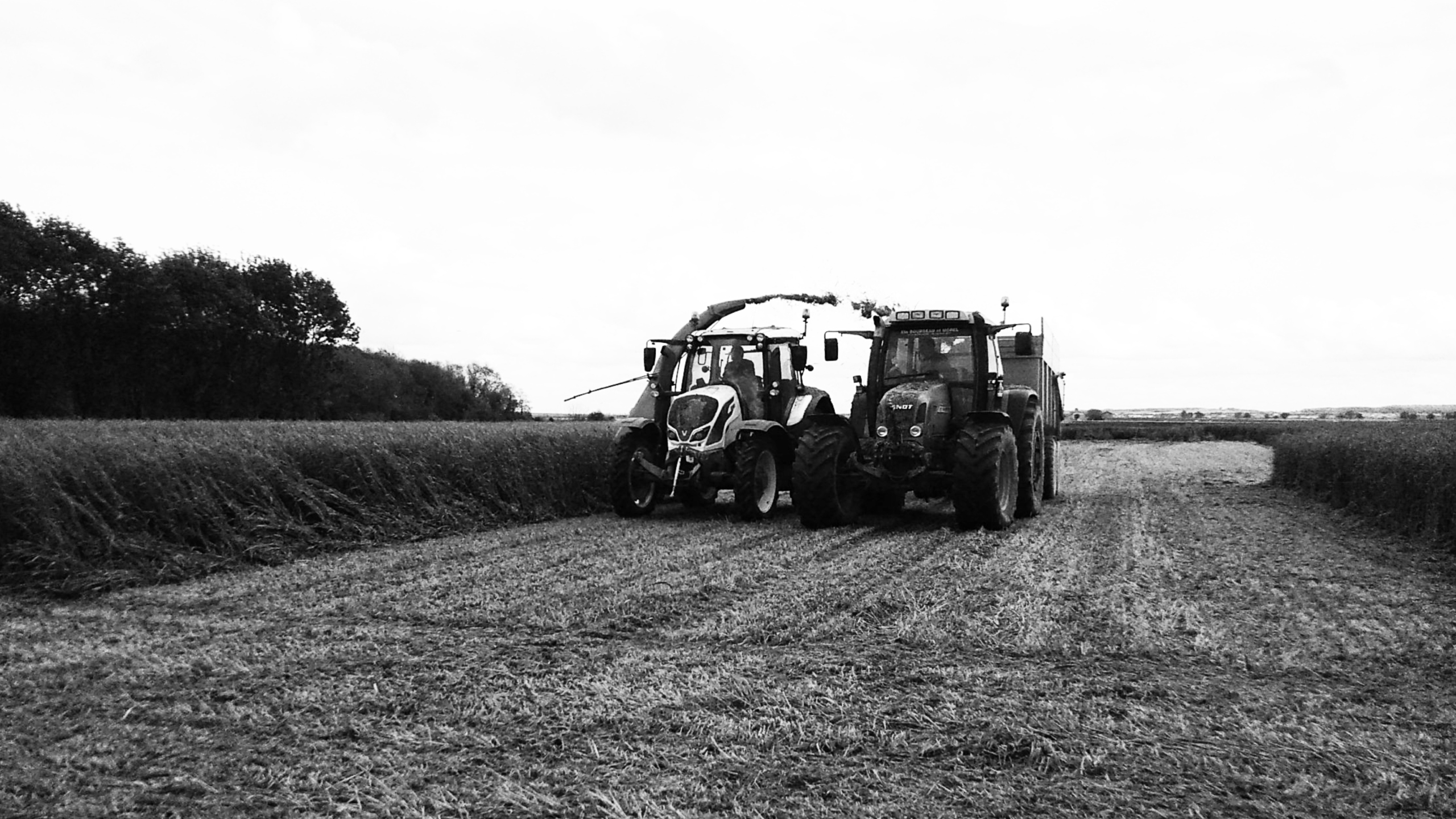 Premiers résultats de la plateforme CIVE (Interculture à vocation énergétique)et de ses secondes cultures sur Terrasolis FARM