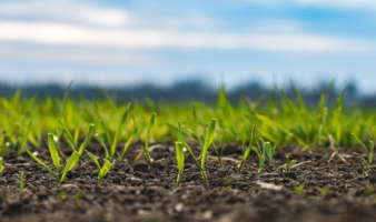 Focus sur le système de culture bas carbone de Terrasolis Farm