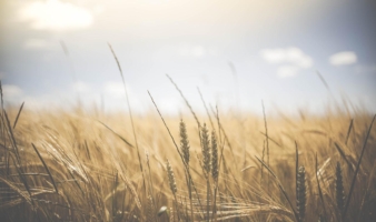 Agriculture, quels sont les premiers enseignements des bilans carbone ?