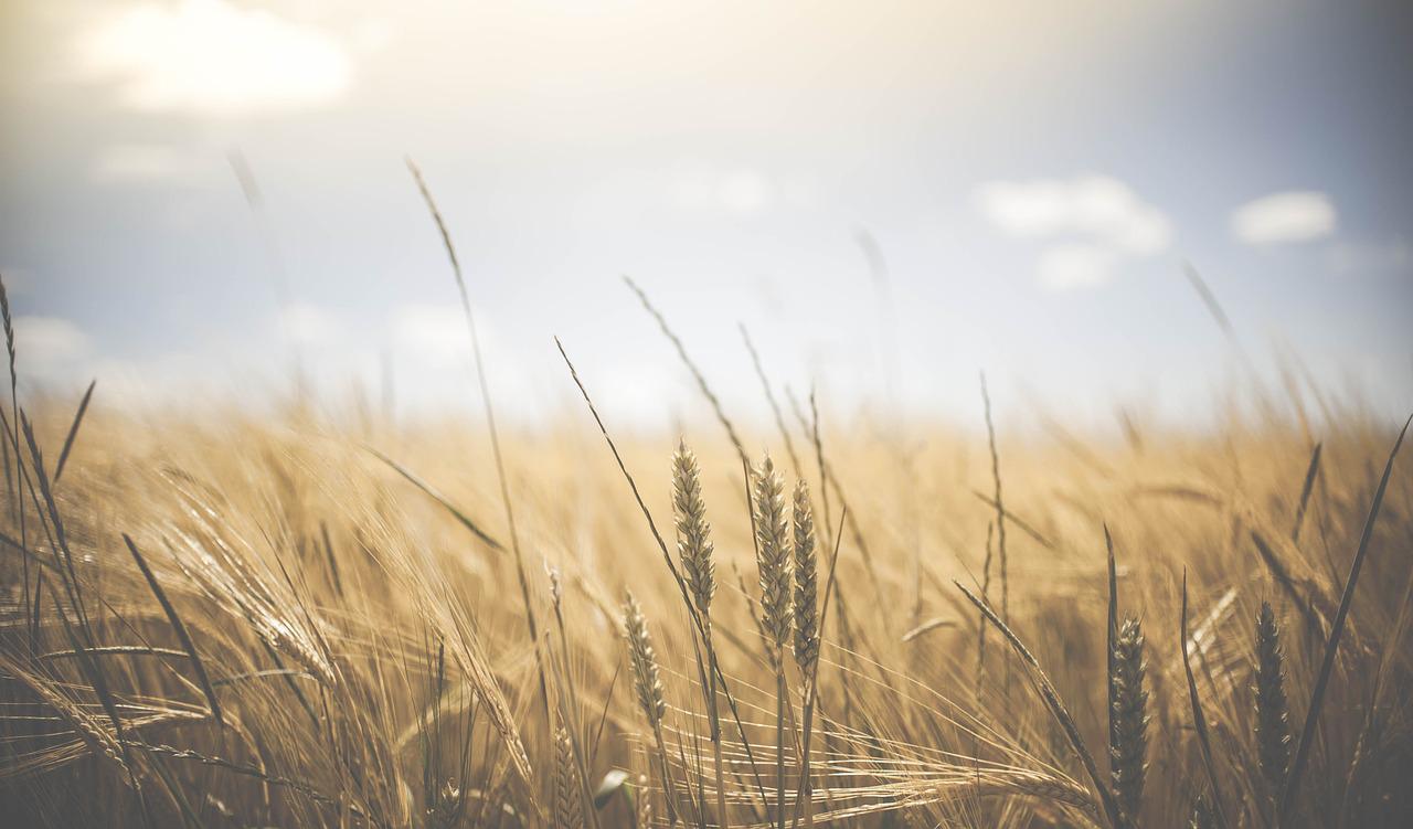 Agriculture, quels sont les premiers enseignements des bilans carbone ?