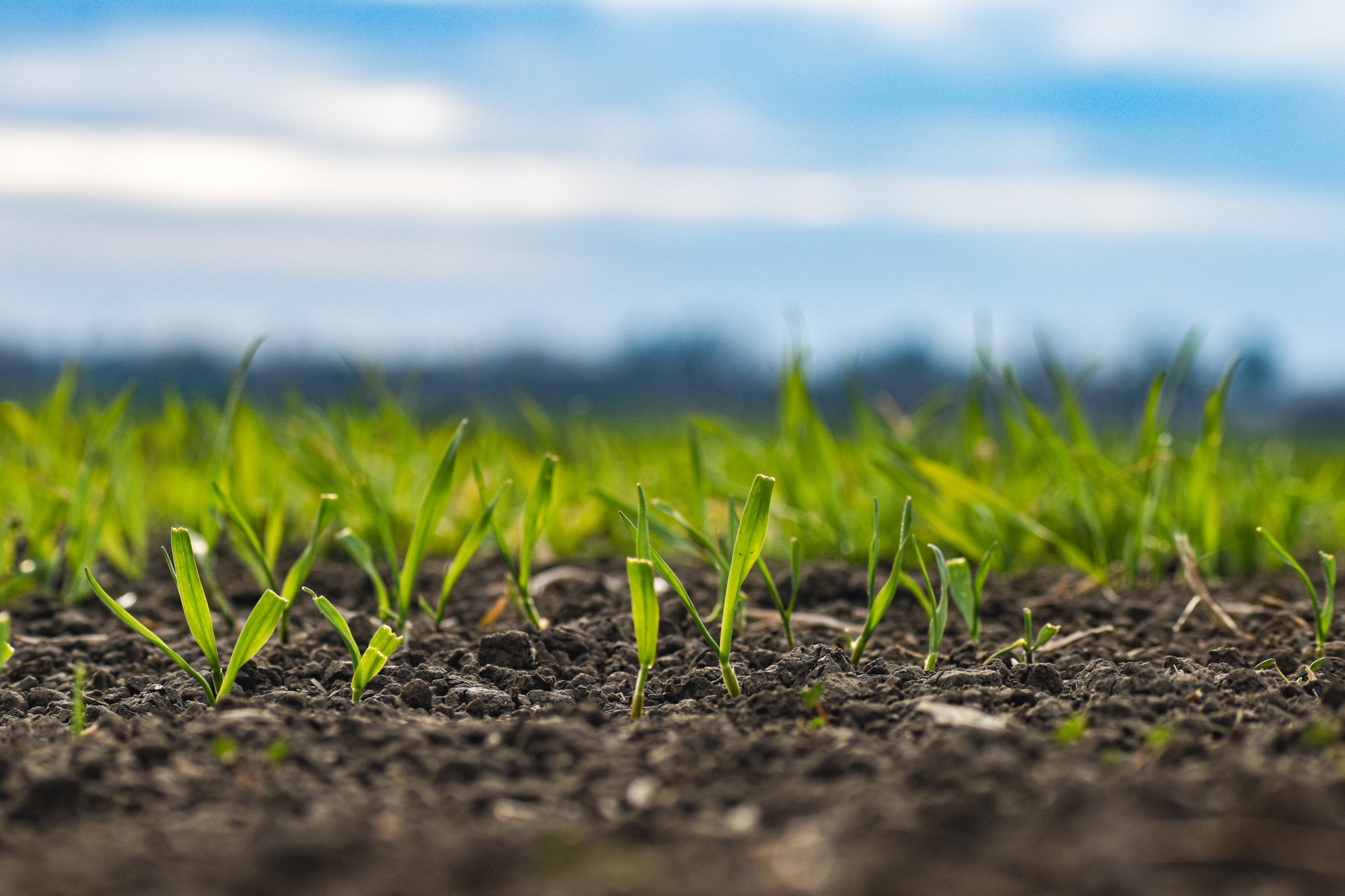 RÉSULTATS AGRONOMIQUES DE TERRASOLIS FARM