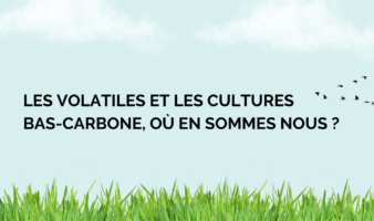 Les volatiles ravageurs et les cultures bas-carbone ?
